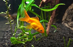 Fish Tank, Titrations, PH