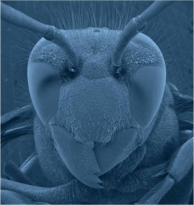 Blue Hornet