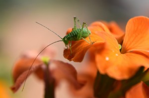 shutterstock_434796553