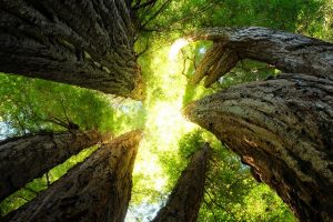 Redwood National Park