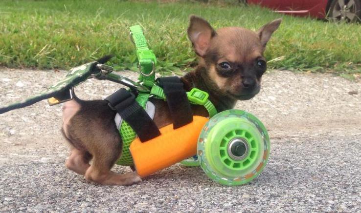 3D-printed cart for Chihuahua born with no front legs.