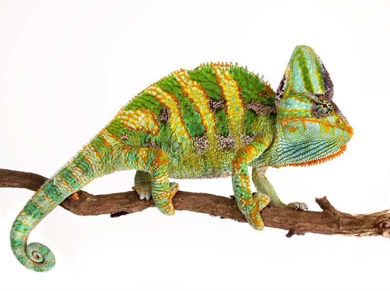Chameleon| Materials Science Watch out, chameleon - science is on to you.